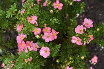 Beautiful pink Potentilla flowers on a green bush. Small red flowers of Rosaceae.