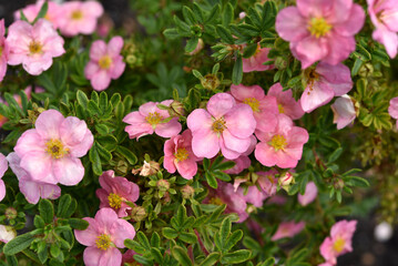 Fototapeta na wymiar Beautiful pink Potentilla flowers on a green bush. Small red flowers of Rosaceae.