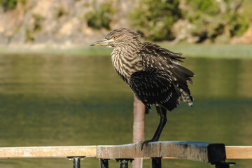 Garza bruja 01