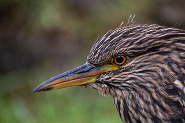 Garza bruja 07