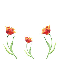 Watercolor red tulips Hand painted floral illustration of spring flowers on white isolated background. Set of three tulips. Design for greeting cards For Mother's day, Women's day or birthday