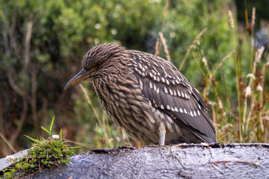 Garza bruja 08