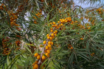 Piękne i bogate grona żółtych (pomarańczowych) owoców rokitnika ( Hippophae rhamnoides)na tle gąszczu liści i nieba. Owoce zawierające moc dobroczynnych nutrientów ( witaminy etc.) - obrazy, fototapety, plakaty