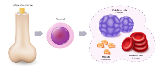 Bone marrow, Stem cell and Blood cell. The source of red blood cells, white blood cells, and platelets. Erythrocytes. Leukocytes. Thrombocytes. © Dee-sign