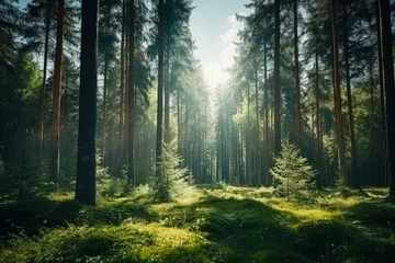 Fotobehang Sunbeams break through the tall pine trees, illuminating the soft moss and delicate ferns on the forest floor in a peaceful woodland. © Enigma