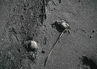 Granchi sulla sabbia