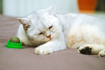 British  cat sleeps  with a ball of catnip.