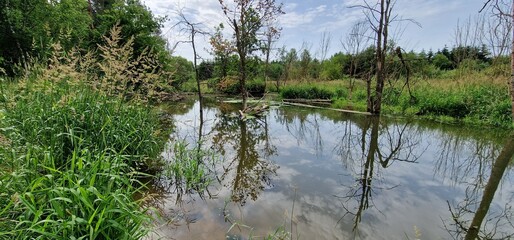 freshwater ponds in czech republic for carp breeding