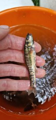 Phoxinus is a genus of freshwater fish in the family Leuciscidae of order Cypriniformes, and the only members of the subfamily Phoxininae, or Eurasian minnows. The type species is Phoxinus phoxinus. T