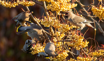 Group of Bohemian waxwings stripping a rowan tree of yellow berries