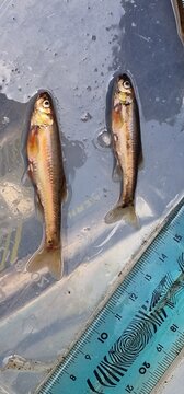 Phoxinus is a genus of freshwater fish in the family Leuciscidae of order Cypriniformes, and the only members of the subfamily Phoxininae, or Eurasian minnows. The type species is Phoxinus phoxinus. T