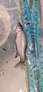 Pseudorasbora parva stone moroko, also known as the topmouth gudgeon, is a fish belonging to the Cyprinid family, native to Asia, but introduced and now considered an invasive species in Europe and No