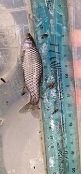 Pseudorasbora parva stone moroko, also known as the topmouth gudgeon, is a fish belonging to the Cyprinid family, native to Asia, but introduced and now considered an invasive species in Europe and No