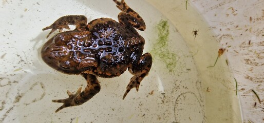 The common toad, European toad, or in Anglophone parts of Europe, simply the toad (Bufo bufo, from...