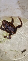 The common toad, European toad, or in Anglophone parts of Europe, simply the toad (Bufo bufo, from Latin bufo 