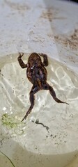 The common toad, European toad, or in Anglophone parts of Europe, simply the toad (Bufo bufo, from Latin bufo 