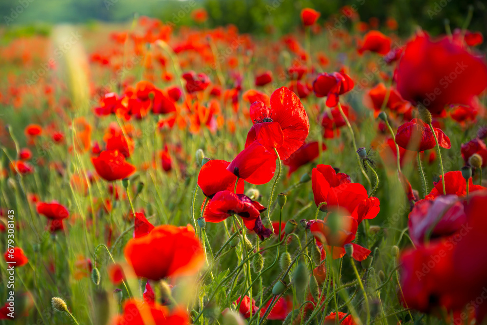 Canvas Prints poppy field