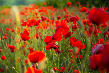 poppy field