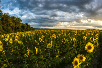 Obraz premium sunflowers