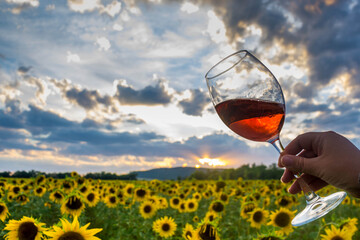 Wine in a field of sunflowers - 679308305