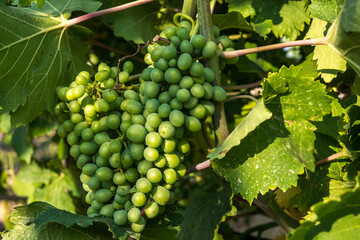Green grapes