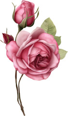 Watercolor illustration of rose flower. beautiful rose watercolor hand-painted isolated on white background.