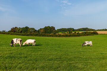 Fototapeta premium Agricultural livestock landscape with cows calmly grazing on green grass, white fur with black spots, autumn trees in background against blue sky, sunny day in Sweikhuizen, South Limburg, Netherlands