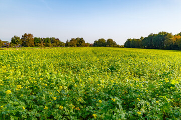 Agricultural plantation of canola plants with yellow flowers covering flat ground, farms and autumn trees in background, against blue sky, sunny day in Sweikhuizen, South Limburg, Netherlands