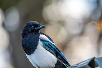 Tree Swallow