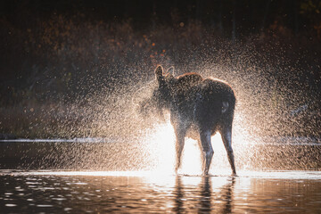 Moose drying off