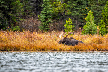 Bull Moose Bedded down