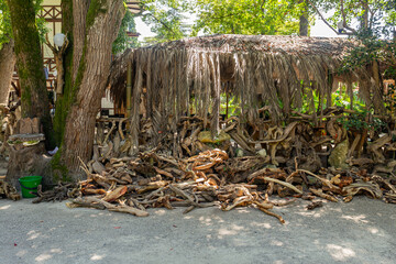 Natural plants from tree roots