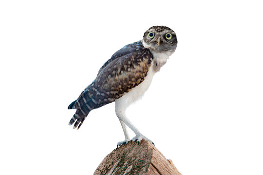Burrowing Owl (Athene cunicularia) Photo, Perched on a Transparent Background