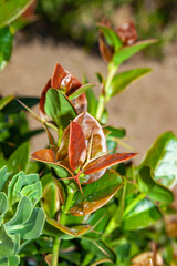 Plant with red leaves and spiny stem on Catalina Island, California