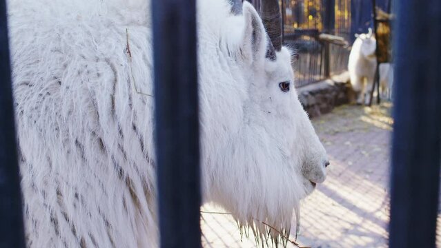 Mountain goat in captivity stands proudly beside a sturdy metal fence. Artiodactyl mammal from the Bovidae family