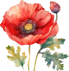 Amazingly beautiful red poppy close-up on a white background. The author's idea with splashes of paint and the effect of blurring, soft focus. Gentle airy light artistic image of nature