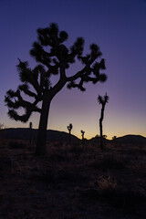 Joshua tree silhouette at sunset, Yucca Brevifolia Mojave Desert Joshua Tree National Park California