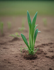 growing flower sprout or seed in the dirt, image or photo for ecology

