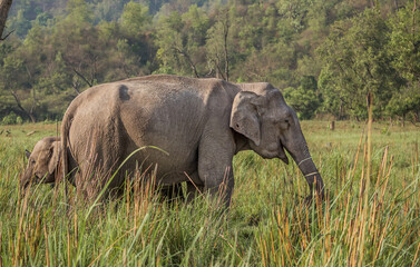 Elephant grazing in field in the grasslands of Raja ji national park, Uttarakhand