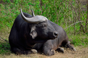African water buffalo sitting in the jungle