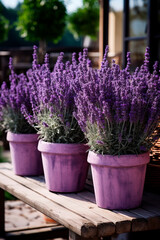 Lavender flowers in flowerpots in the yard. Generative AI,