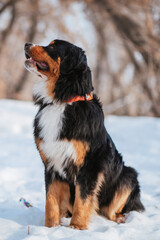 Bernese Mountain Dog in winter in the forest against a background of snow.