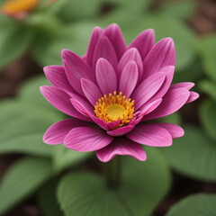 Obraz premium Pink Yellow Daisy sweet flower