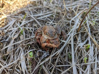 Two little frogs in spring