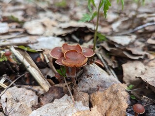 Some spring mushrooms