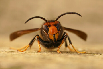 Closeup on a worker of the invasive Asian hornet pest species, Vespa velutina, a major threat for...
