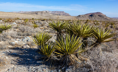 Yucca Tree in the Mountains, Joshua Tree National Park