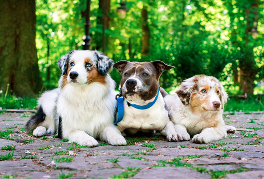 Two Aussie Australian Shepherds and an American Staffordshire Terrier are lying on the cobblestones in the alley. They are tired and resting. Animal walk. The photo is blurred and horizontal.