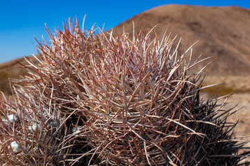 Many-headed Barrel Cactus (Echinocactus polycephalus), in the Mountains, Arizona, Death Valley