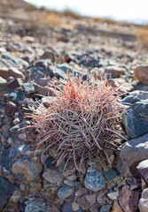 Fototapeta premium Many-headed Barrel Cactus (Echinocactus polycephalus), in the Mountains, Arizona, Death Valley